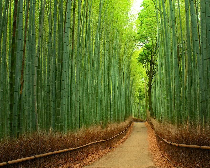 11 - Bamboo Forest (Kyoto, Japao) - Imgur