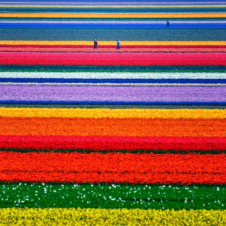 29 - Campos de tulipas (Holanda) - Imgur