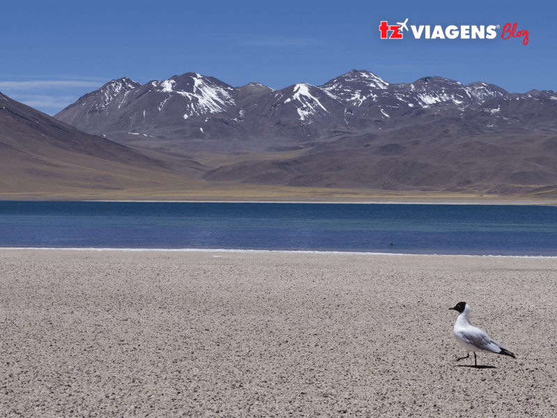 Imagem aberta do Deserto do Atacama, um bom lugar para se visitar nas férias de Julho. Imagem do deserto, com um pássaro de primeiro plano, um lago e montanhas de fundo.