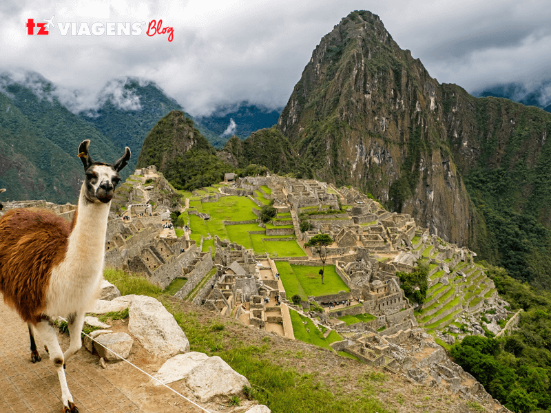 Destino imperdível para as férias de julho. é Cusco. Na imagem, em primeiro plano há uma Lhama, olhando para a camera e ao fundo, um plano aberto de Machu Picchu.
