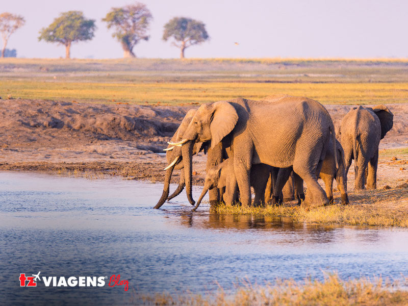 Elefantes bebendo água em um lago, na África 